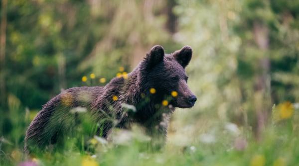 despagubiri de peste 220 000 de lei dupa atacurile ursilor si lupilor din buzau tot mai multe animale ucise in gospodarii