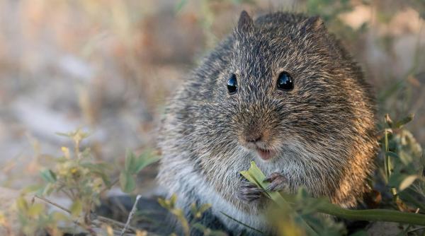 de ce argentina se confrunta cu o crestere semnificativa a cazurilor de hantavirus