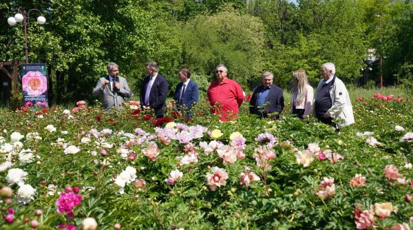 bujorul madrigal primul soi creat in romania cautam sa potrivim genele celei mai frumoase flori foto