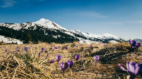 desi vara se apropie in bucegi stratul de zapada depaseste 1 5 metri traseele montane de altitudine inchise