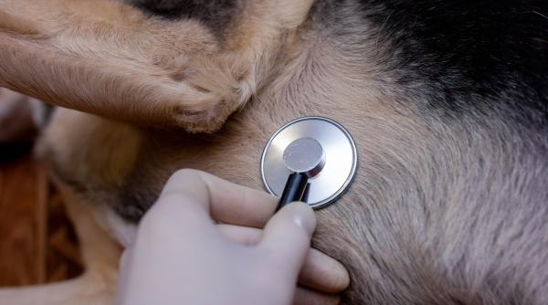 practica si digitalizare la facultatea de medicina veterinara skills lab si cursuri europene conf univ dr iuliana ionascu iata piesa de rezistenta video