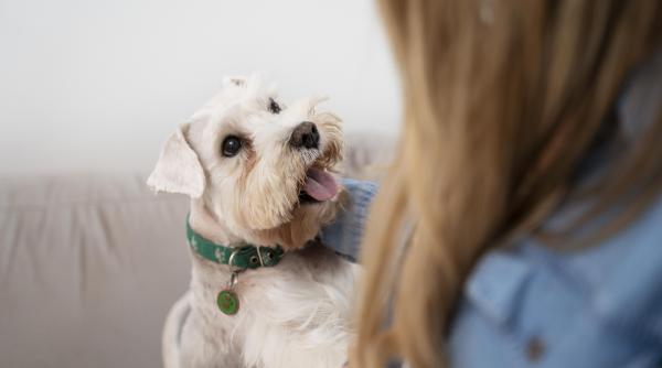 animalele de companie pot agrava alergiile si provoca astm chiar si sub tratament singura solutie recomandata de medici