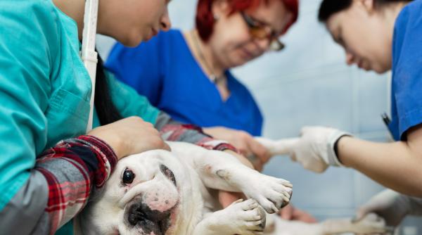 cum functioneaza urgentele la spitalul veterinar universitar din bucuresti dr ruxandra costea avem un cod video