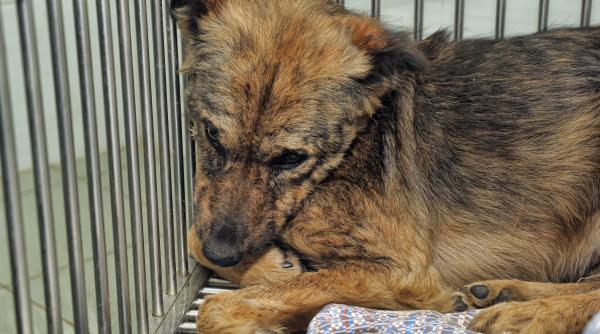 semnele care arata ca animalul tau are nevoie urgenta de medic cum decurge o garda la spitalul veterinar universitar din bucuresti