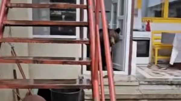 ursoaica impuscata in busteni dupa ce a intrat cu puii intr o locuinta un pui a murit alti doi sunt cautati video