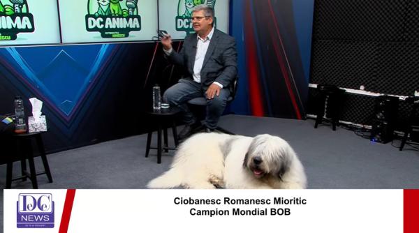 fapt mai putin stiut despre cainii din rasa ciobanesc romanesc au un temperament aparte