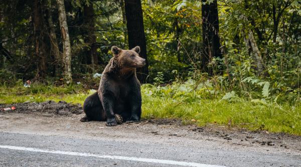 tanara filmata cand statea langa urs si il hranea direct din mana pe transfagarasan explicatia psihologului bogdan cotiga video
