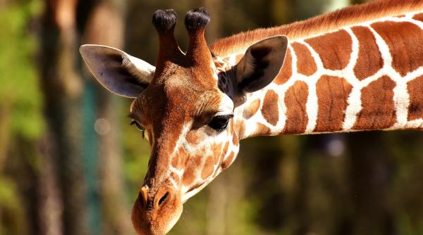 inghetata din fructe si legume pentru animalele de la zoo bioparco din roma pe fondul caniculei din italia video