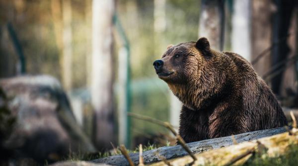 fenomen ciudat in judetul buzau nici primarul nu isi explica de ce fac ursii asta iata teroarea in care traiesc oamenii
