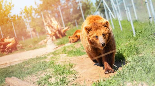 ursoaica eutanasiata dupa ce a reaparut in zona unui hotel din poiana brasov