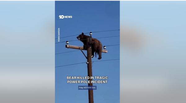imagini virale cu un urs urcat in varful unui stalp de inalta tensiune final tragic pentru animal video