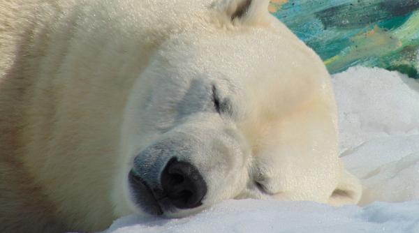 daca trezesti ursul polar esti bun de plata ce amenda a primit o persoana care a deranjat un urs polar cu o sirena de ceata in svalbard norvegia