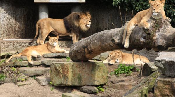 gradina zoologica ilegala inchisa in dambovita lei tigri si ursi gasiti in conditii grave