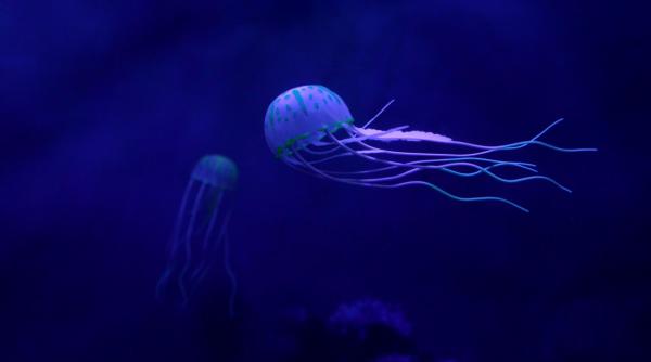 marea neagra invadata de meduze uriase de ce apar acum si ce spun biologii