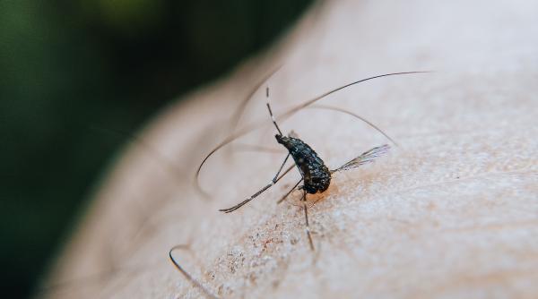 cresc decesele cauzate de virusul west nile in italia aproape 600 de cazuri confirmate