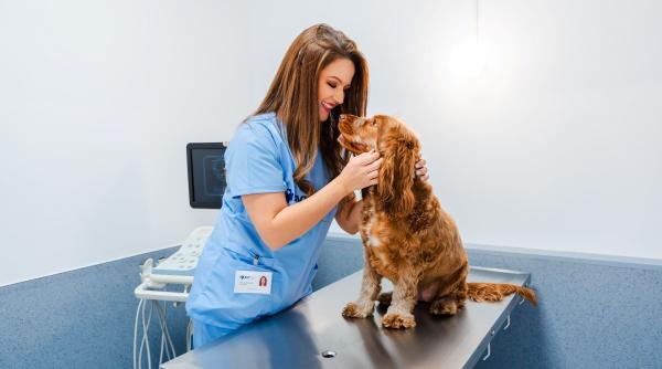 nou la iulius town timisoara s a deschis spitalul veterinar transilvania