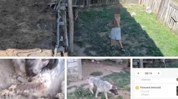 o asociatie pentru protectia animalelor cere guvernului bolojan 3 masuri urgente dupa ce doi copii din berbesti au injunghiat 7 pui de caine