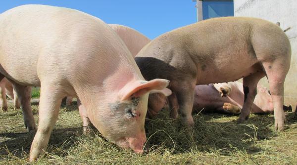 bani pentru crescatorii de porci din romania comisia europeana ajutor de 11 milioane de euro