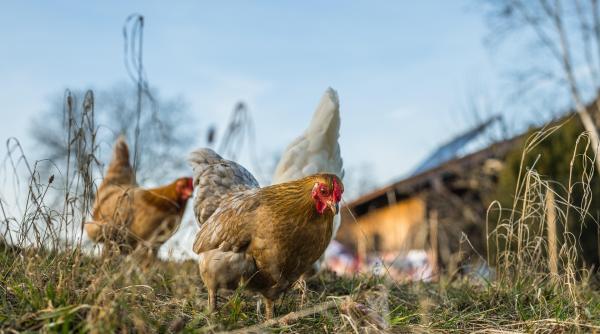 ansvsa le da sfaturi micilor fermieri si celor care detin pasari in propria curte cum sa se fereasca de virusul gripei aviare