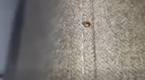 situatie hilara la ase dupa ce plosnita si a facut aparitia pe tiktok nu s au gasit nici insecta nici canapeaua cum se explica misterul