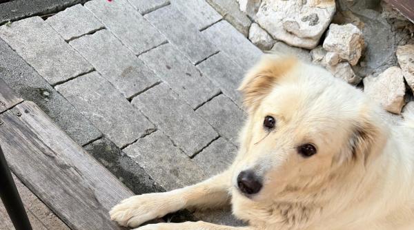 iubitorii de animale ies in strada protest duminica 4 octombrie 2026