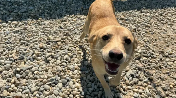 o familie pentru fiecare caine cum transformam intentia de a adopta in adoptii reusite unul din trei detinatori de animale vrea sa adopte ce ii opreste