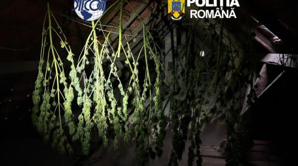 zeci de descinderi si arestari in lant politia romana si diicot au destructurat grupari periculoase de traficanti