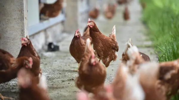 restrictii la nivel national in olanda dupa aparitia mai multor focare de gripa aviara