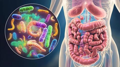 Cum ne dictează microbiomul sănătatea? Ghid de regenerare a florei intestinale de la 20 la 60+ ani