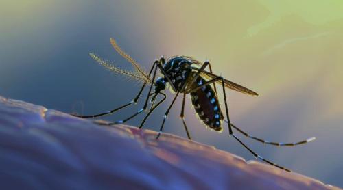 Alertă sanitară în Europa. Virusuri tropicale periculoase se extind rapid în destinațiile de vacanță!