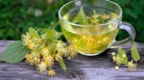 Cum se culeg și se usucă corect florile de tei pentru un ceai terapeutic desăvârșit