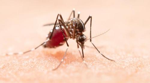 Virusul transmis de țânțari care pune Europa în alertă. OMS avertizează: se răspândește rapid și poate afecta creierul