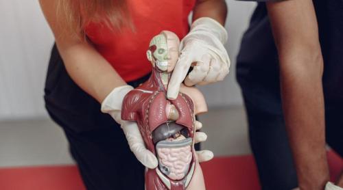 71 de curiozități medicale: adevăruri fascinante despre corpul uman și mituri pe care încă le credem