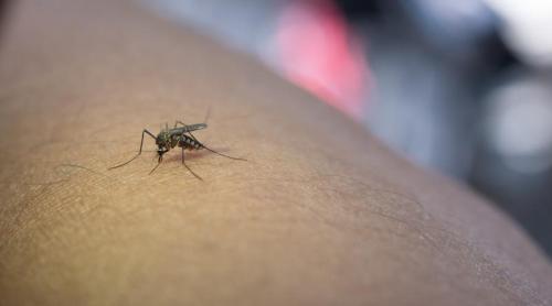 Cum să supraviețuiești țânțarilor? De ce unii oameni sunt „bufetul preferat” al insectelor