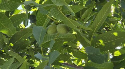 Fructul de vară cu beneficii surprinzătoare. Ce se întâmplă în organism când consumi nuci verzi