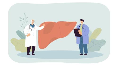 Hormonul care taie pofta de mâncare are un rol secret în ficat. „Linia directă” între creier și ficat care poate opri inflamația