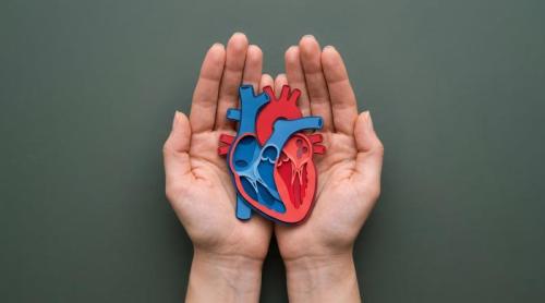 Inima ar putea avea un „comutator” de reparare. Cercetătorii au descoperit cum poate fi reactivat după infarct