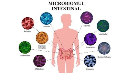Microbiomul intestinal poate da alarma înaintea diabetului de tip 2. Sute de bacterii se schimbă înainte ca glicemia să crească