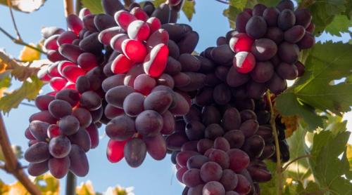 Ce se întâmplă cu digestia după ce mâncăm struguri. Descoperirea cercetătorilor români