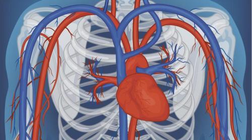 Inima are un truc metabolic care o ajută să nu rămână fără energie. Cum folosește două surse de combustibil în același timp
